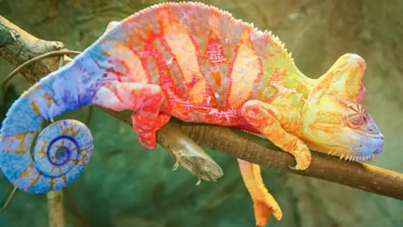 Биофизики объяснили, почему хамелеон меняет цвет