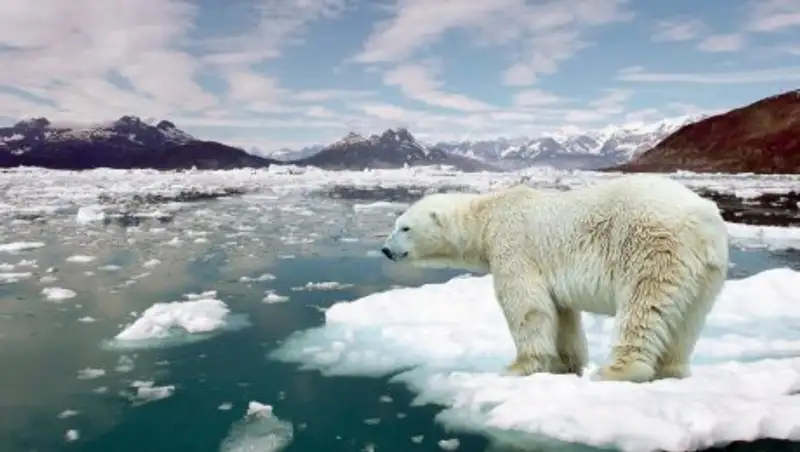 Глобальное потепление убьет половину всех растений и животных