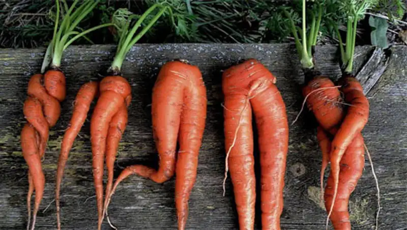 В Казахстан вернули крупную партию потенциально опасной моркови 