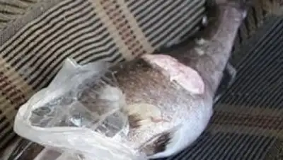 Zakon.kz, фото - Новости Zakon.kz от 18.04.2017 15:03