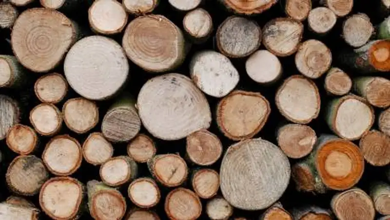 Мораторий на вывоз лесоматериалов вводят в Казахстане