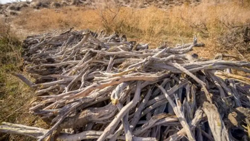 Мораторий на вырубку саксаула продлен в Казахстане