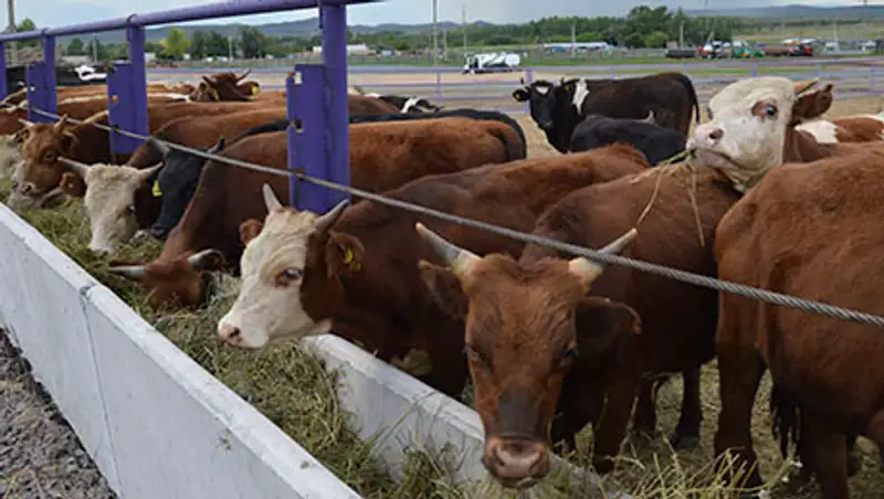 В Карагандинской области  построена новая  откормочная площадка на 3 тыс. голов КРС