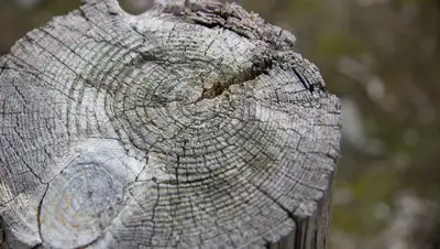 Pixabay, фото - Новости Zakon.kz от 08.05.2019 06:09