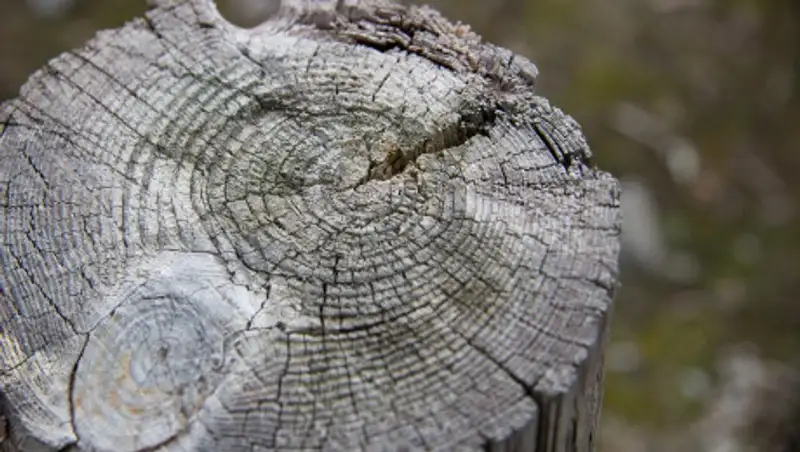 Акимат Караганды объяснил десятки вырубленных деревьев