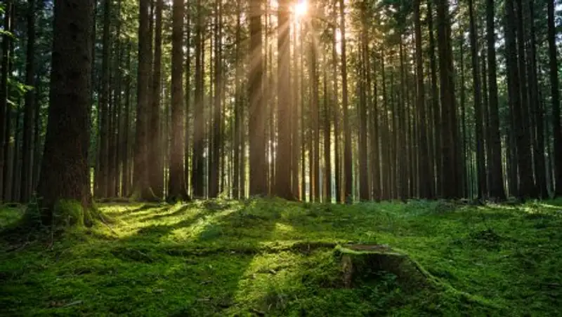 Девушка блуждала по тайге четыре дня после ссоры с друзьями на дне рождения