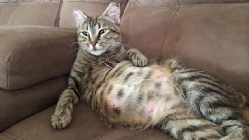 В Алматы на роды кошки вызвали «скорую помощь»