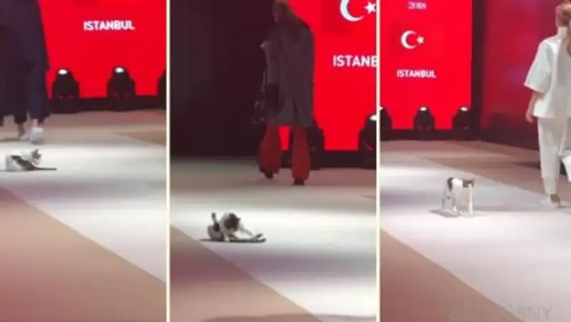 Бездомная кошка залезла на подиум на показе мод