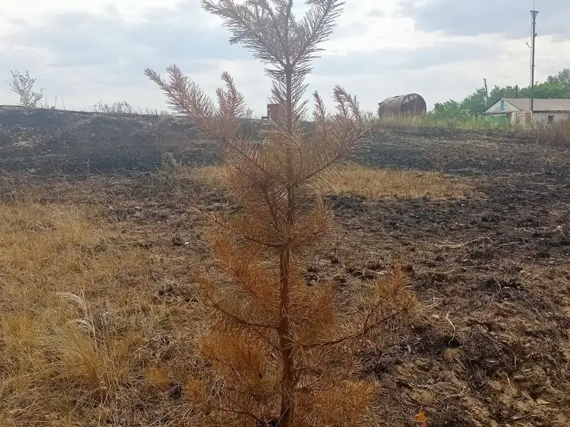 лес после пожара , фото - Новости Zakon.kz от 19.06.2023 11:09