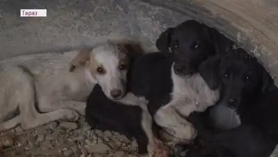 almatytv, фото - Новости Zakon.kz от 29.09.2020 22:08