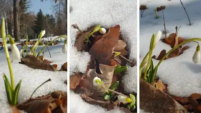Весне дорогу: подснежники зацвели в Ботаническом саду Алматы, фото - Новости Zakon.kz от 01.03.2023 09:23