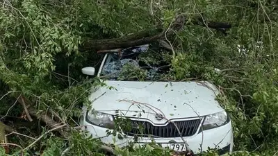 дерево упало на автомобиль