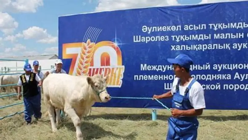 Животноводы Костанайской области не спешат закупать скот по "Сыба&#1171;а"
