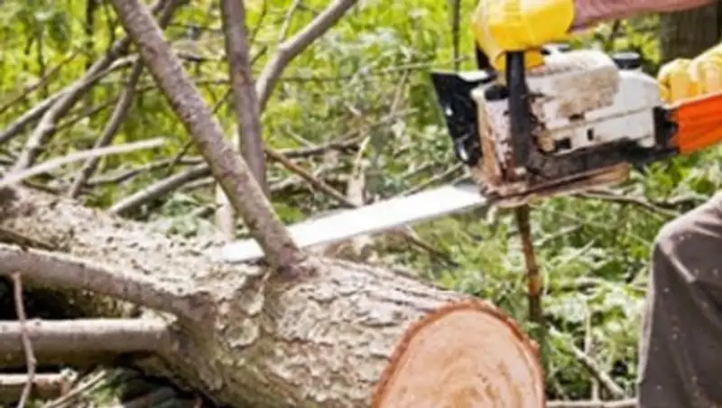 Аким заявил на сельчанина в Костанайской области за спил двух тополей