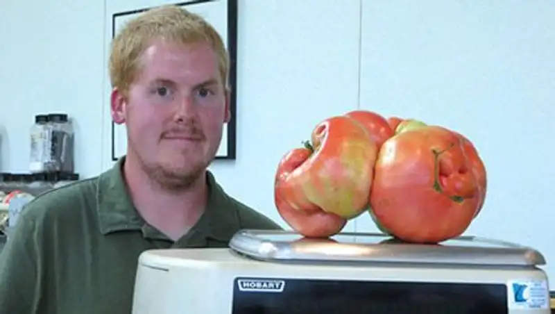 В Миннесоте вырастили самый большой в мире помидор