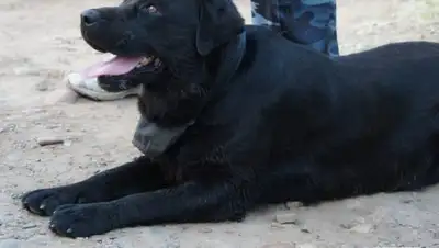 Zakon.kz, фото - Новости Zakon.kz от 29.08.2017 00:09