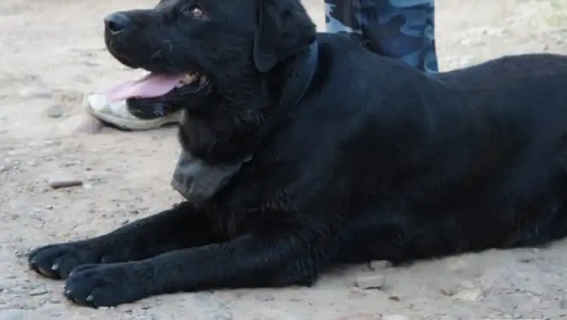 Более 500 преступлений помогли раскрыть служебно-розыскные собаки в СКО