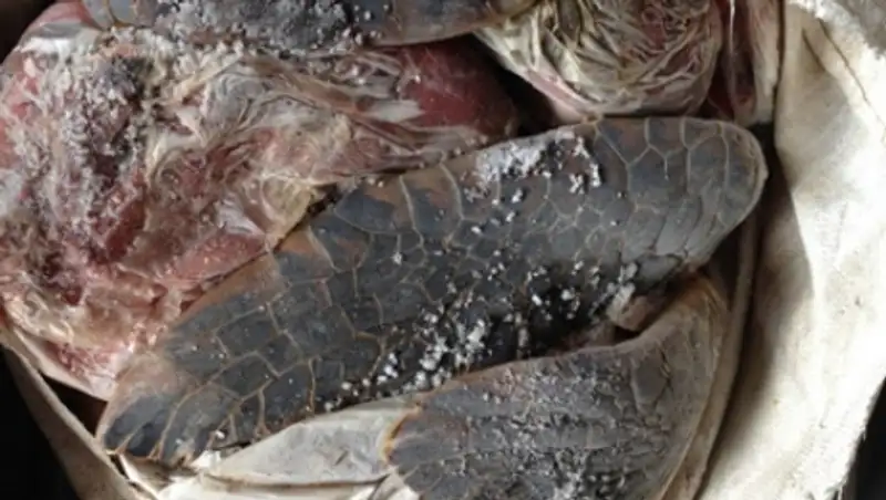 В Пакистане перехватили рекордную партию контрабандного черепашьего мяса