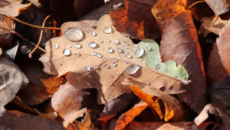 Казахстанские синоптики обещают осадки в субботу