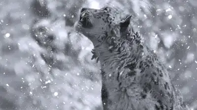 В Иле-Алатауском нацпарке сняли на видео редкого снежного барса, фото - Новости Zakon.kz от 08.12.2022 10:08