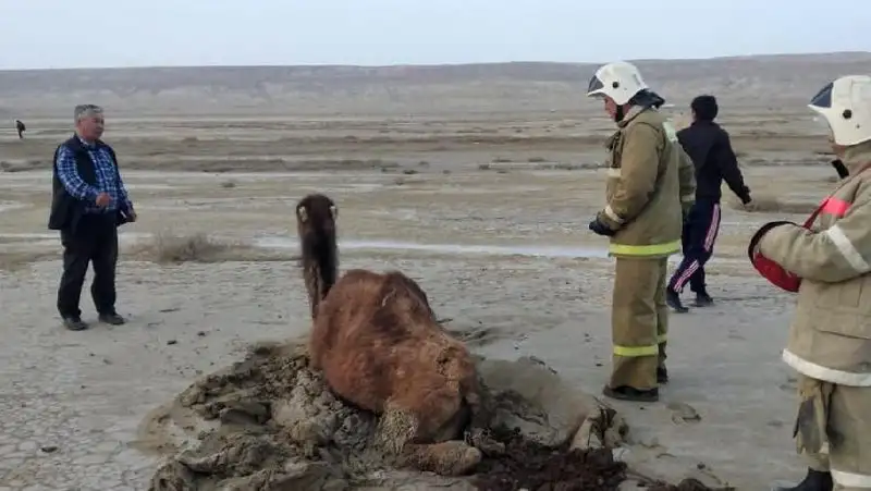 Застрявшего в солончаке верблюда спасли в Мангистауской области