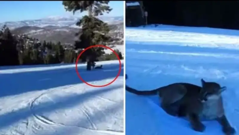 Лыжник столкнулся на трассе с горным львом