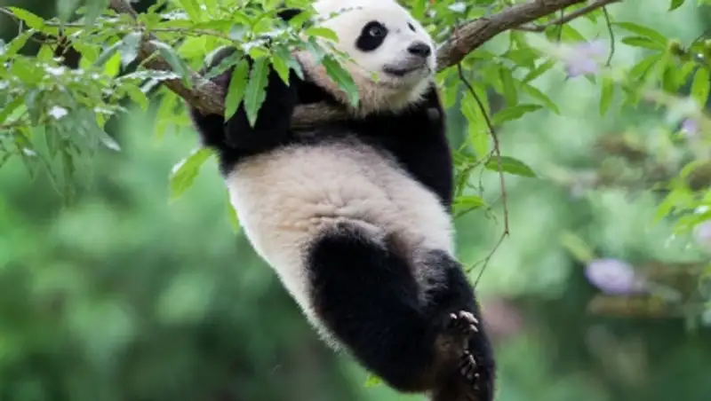 Гигантская панда родила детеныша в зоопарке Вашингтона