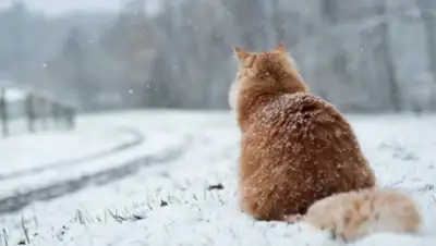 BNews.kz, фото - Новости Zakon.kz от 23.02.2018 14:54