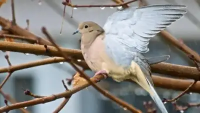 Zakon.kz, фото - Новости Zakon.kz от 25.03.2016 22:56