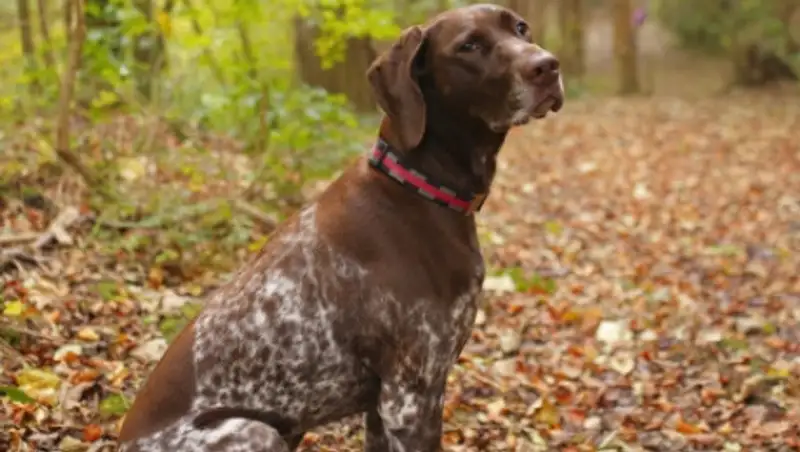 В США пропавшего 10 лет назад пса вернули его хозяйке