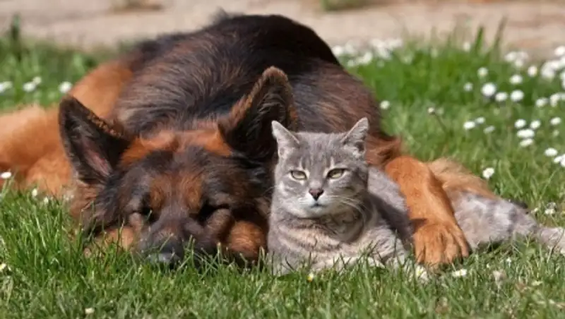 В Алматинской области наказали более 300 владельцев собак и кошек