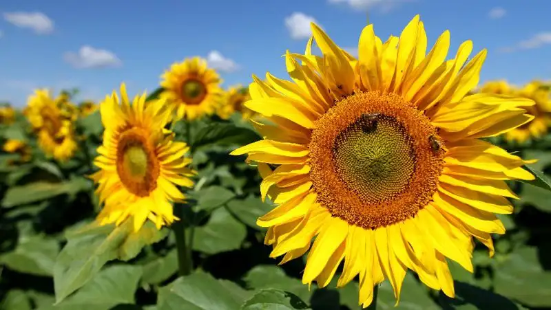 Подсолнечное масло резко подорожало в Казахстане
