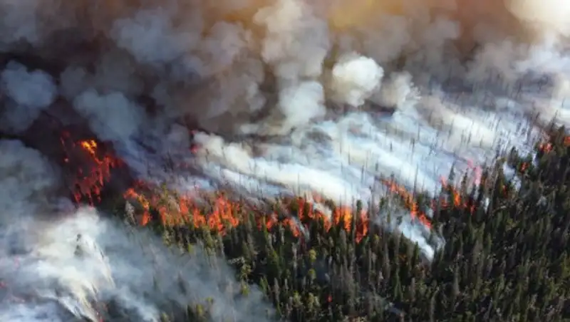 Площадь лесных пожаров в России превысила 24,7 тыс. гектаров