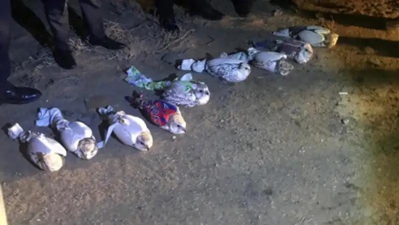 Соколов-балобанов на миллиарды тенге незаконно вывезли из Казахстана