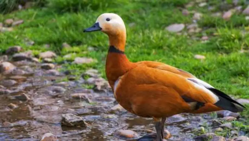 Весенняя охота началась в Казахстане спустя 4 года