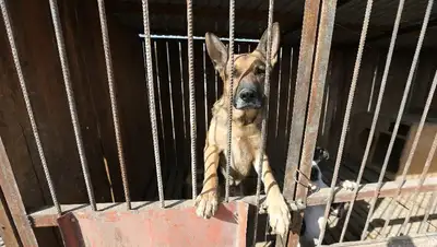 В Алматы разработали правила отлова животных, фото - Новости Zakon.kz от 29.07.2022 17:14