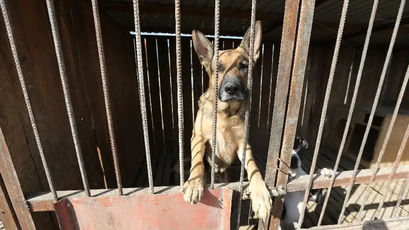 Правила отлова животных разработали в Алматы