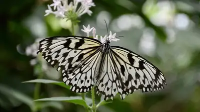 бабочка, фото - Новости Zakon.kz от 10.09.2023 09:26