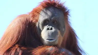 pixabay, фото - Новости Zakon.kz от 19.03.2019 08:35