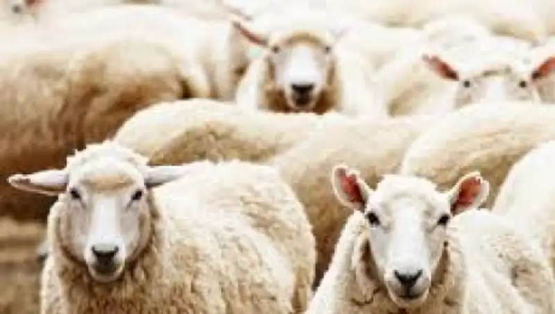 Жителям Алматинской области возвратили более 1000 голов похищенного скота 