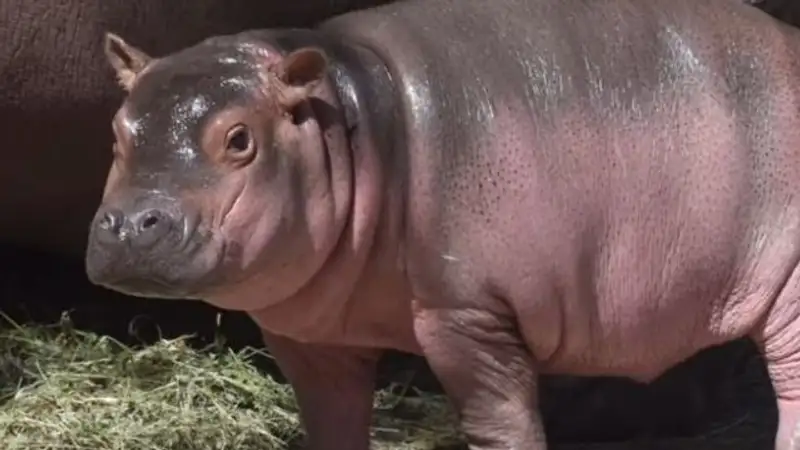 Трогательное видео с малышкой-бегемотиком из зоопарка Алматы опубликовали в соцсетях