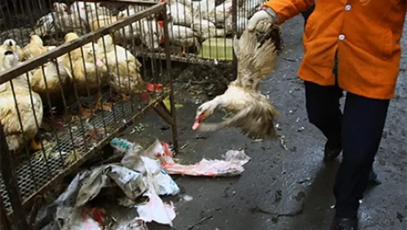 Китайца арестовали за подделку утиной крови