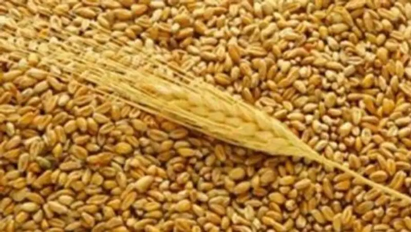 Продкорпорация направила мукомолам свыше 300 тыс. тонн зерна