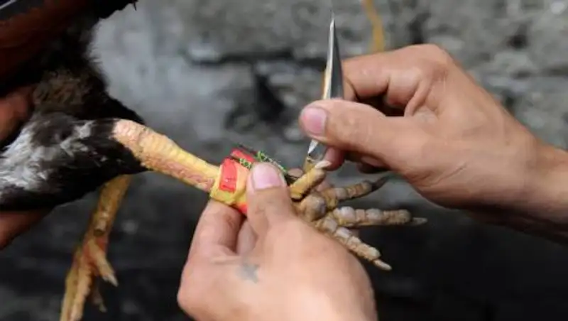 Бойцовый петух убил полицейского на Филиппинах