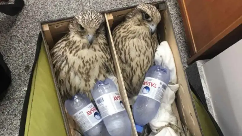 Сотрудник аэропорта Нур-Султана отправил в ОАЭ 30 редких соколов