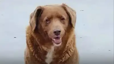 самый старый пес, фото - Новости Zakon.kz от 12.05.2023 15:59