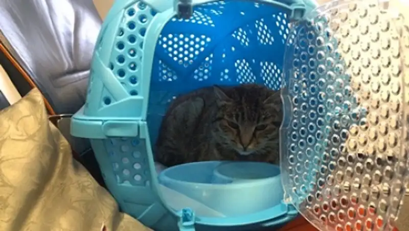 Кошка Матроска из Владивостока поучаствует в телешоу