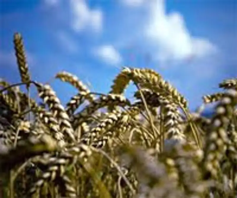 Внутренняя цена на зерно в Казахстане поднялась до 280 долларов за тонну , фото - Новости Zakon.kz от 16.10.2012 15:22