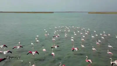 lada.kz, фото - Новости Zakon.kz от 24.03.2018 16:21