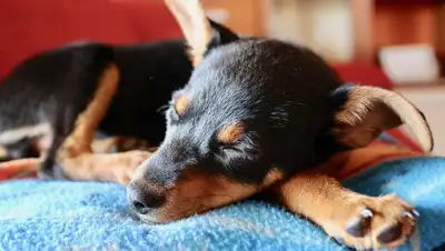 Pixabay, фото - Новости Zakon.kz от 30.03.2020 20:41